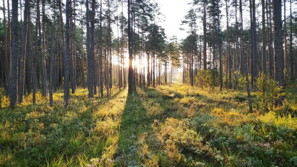 #BeActive Smiltenē: četras pārgājienu distances bez maksas